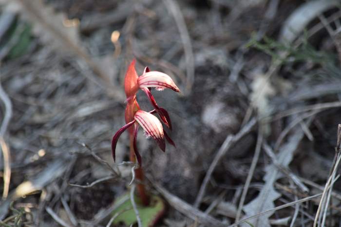 Pyrorchis  - Red beaked orchid-DSC_6958.JPG